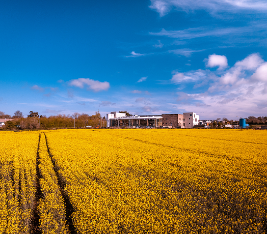 Boann Distillery Field In Bloom