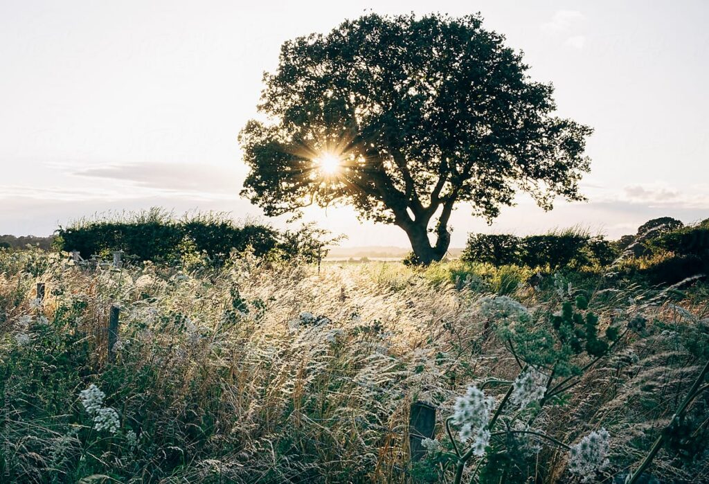 Tree in field