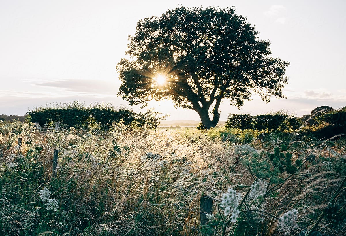 Tree in field
