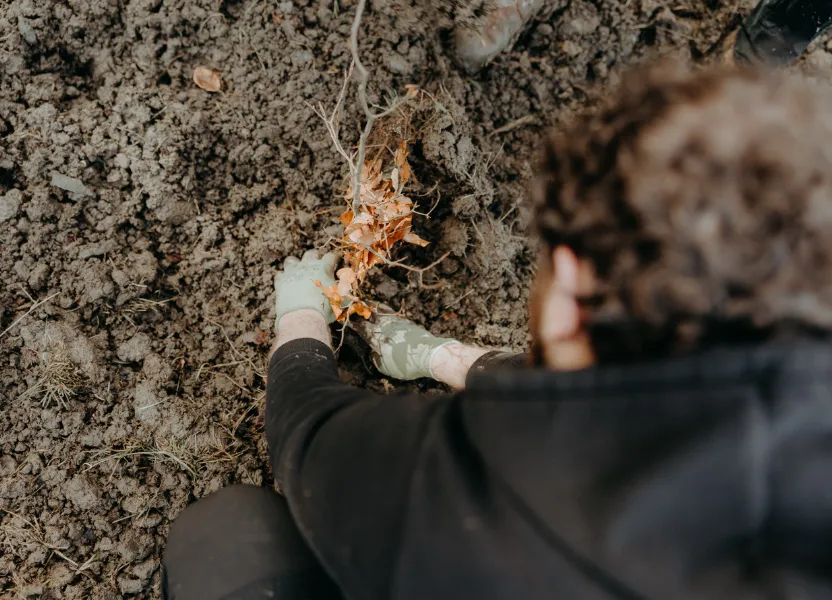 person planting tree